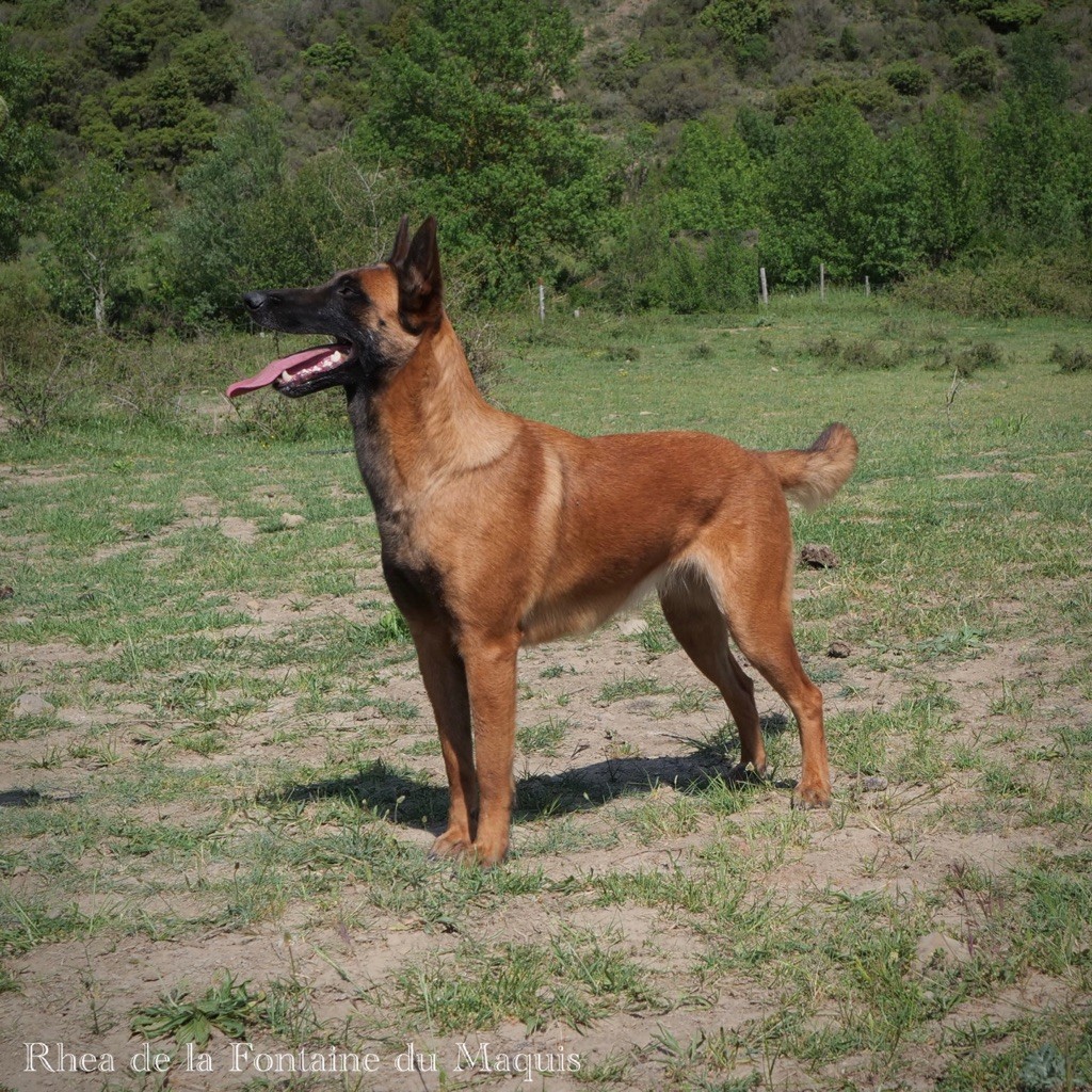 Rhea De La Fontaine Du Maquis