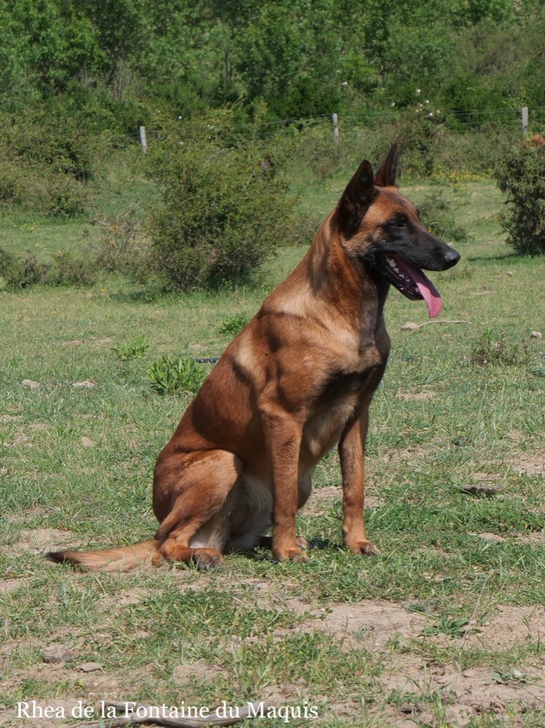 Rhea De La Fontaine Du Maquis