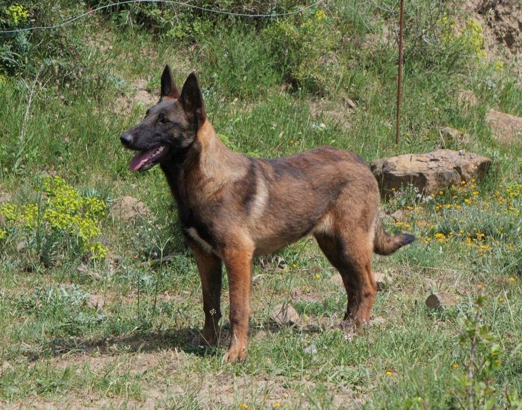 Sybelle De La Fontaine Du Maquis